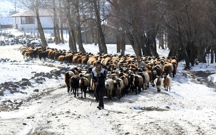 Muş'ta besiciler kar örtüsü üzerinde hayvanlarını besliyor