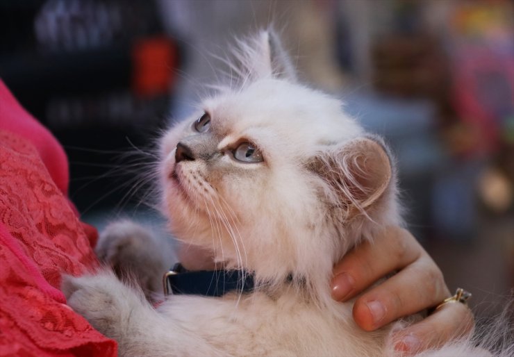 İzmir'de petshoptan çalınan kedi sosyal medya paylaşımları sonrası sahibine teslim edildi