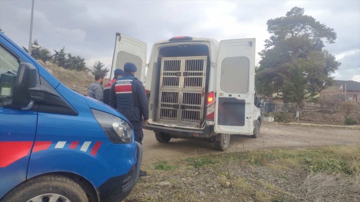 Kırıkkale'de köpek dövüştüren 2 kişiye 12 bin 850 lira ceza verildi