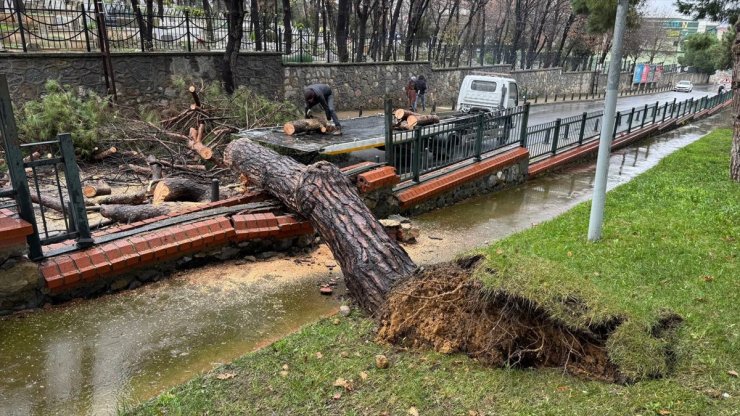 Ümraniye'de parktaki ağaç caddeye devrildi