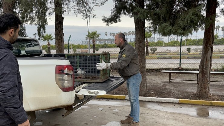 Hatay'da yaralı halde bulunan martı tedaviye alındı