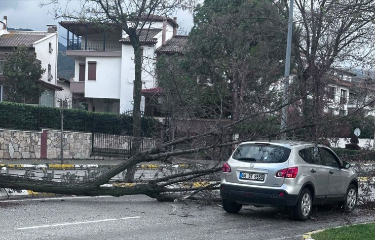 Denizli'de fırtınanın devirdiği ağaçlar 2 araca zarar verdi