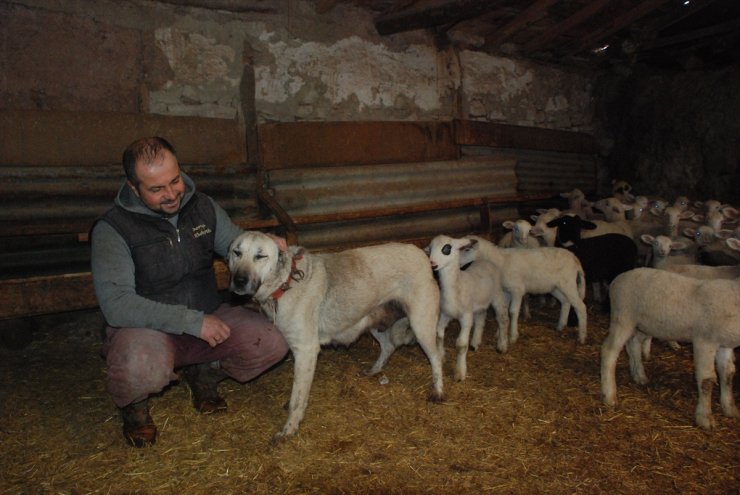 Eskişehir'de çoban köpeği, yavrusuyla birlikte 6 kuzuyu besliyor