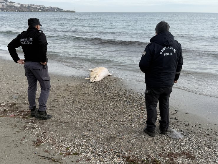 Tekirdağ'da ölü yunus karaya vurdu