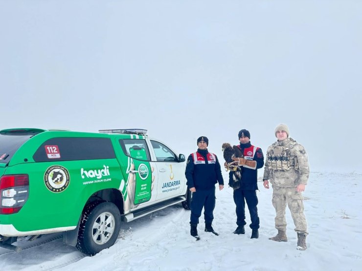 Erzurum'da jandarmanın bitkin halde bulduğu kartal koruma altına alındı