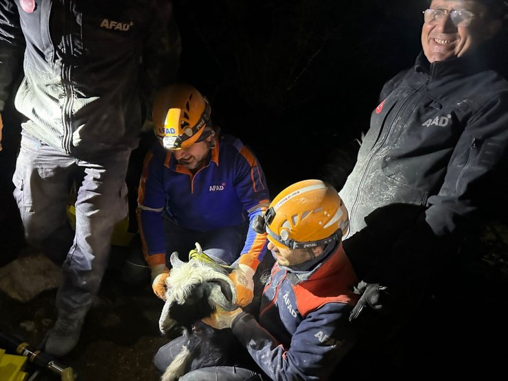 İzmir'de kayalıklarda mahsur kalan keçiyi AFAD ekipleri kurtardı