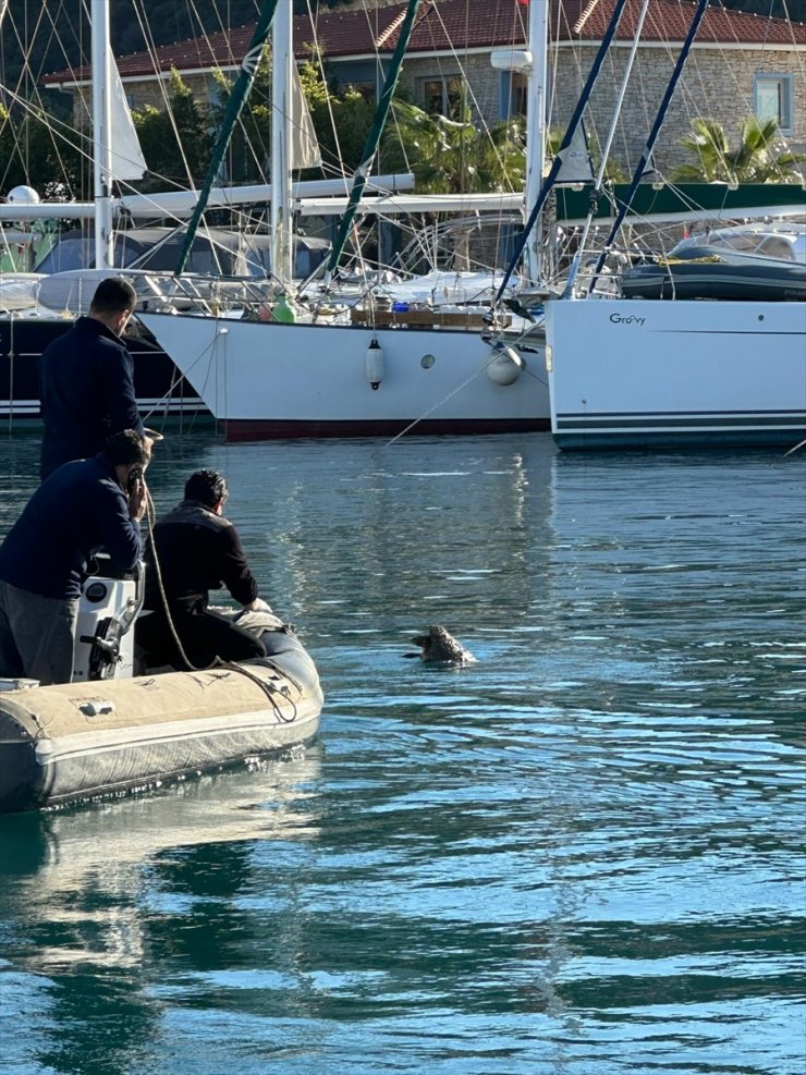 Datça'da denizde yaralı bulunan caretta caretta kurtarıldı