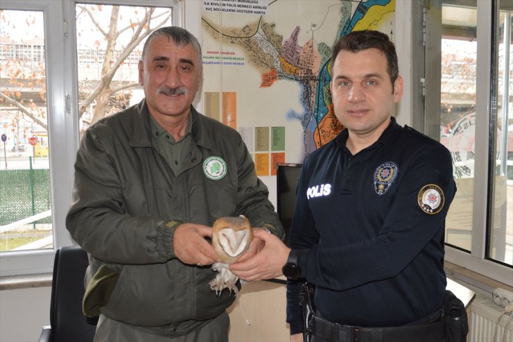 Samsun'da polislerin bulduğu yaralı baykuş tedaviye alındı