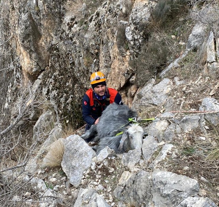 Burdur'da dağda mahsur kalan keçiyi AFAD kurtardı