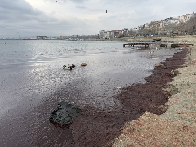 Tekirdağ'da sahilin bir kısmı kırmızı yosunla kaplandı