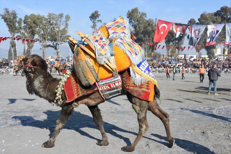 Aydın'da 180 deve güreş arenasına çıktı