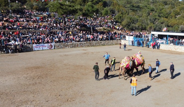 Bodrum'da "Geleneksel Deve Güreşi Festivali" yapıldı