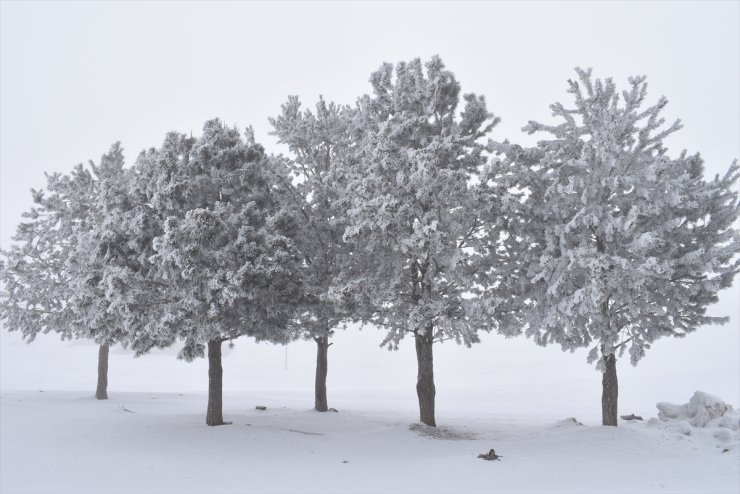 Bitlis'te sis ve soğuk hava etkili oldu