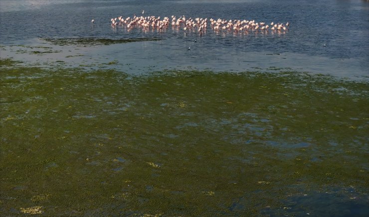 İzmir Körfezi'nde deniz yosunu tabakası oluştu