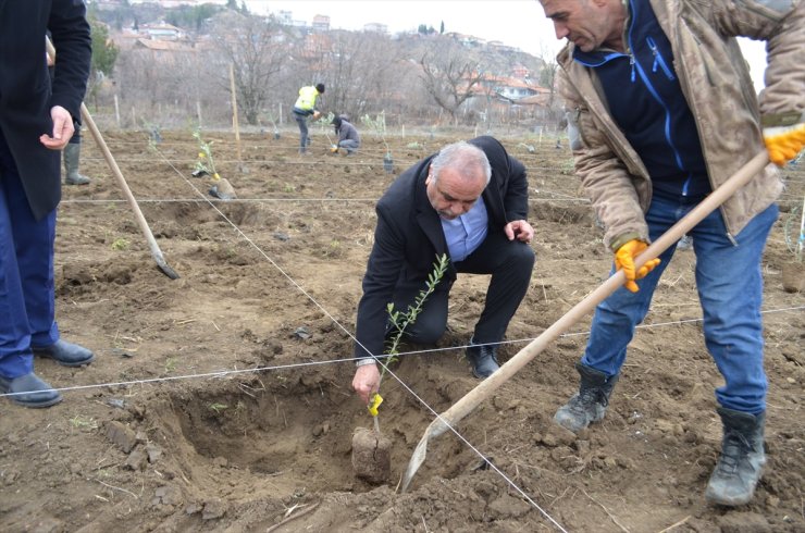 Çorum'da belediyenin 4 dekarlık atıl arazisi zeytin bahçesine dönüştürüldü