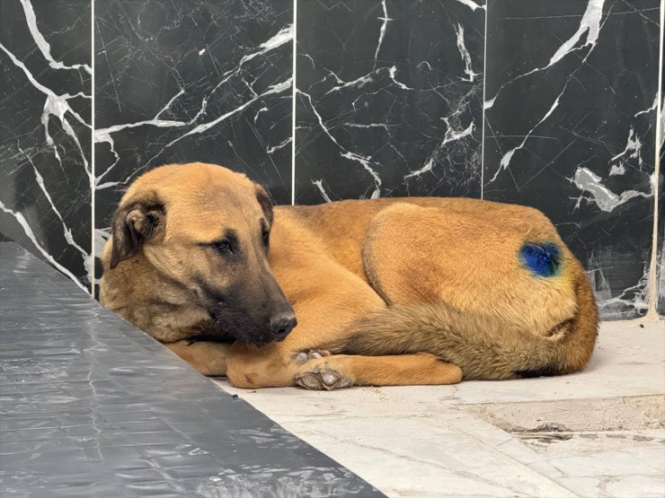 Kayseri'de yaralı bulunan köpek, yapılan müdahaleyle hayata tutundu