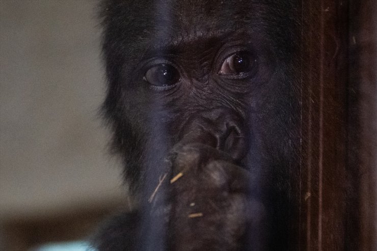 İstanbul Havalimanı'nda yakalanan goril yavrusuna "Zeytin" ismi verildi