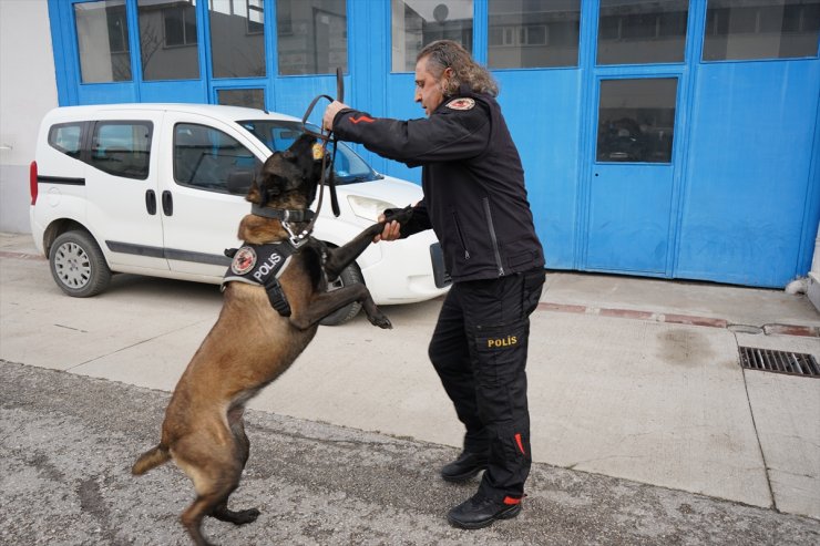 Isparta Emniyetinin göz bebeği "Milon" üçüncü kez ayın narkotik köpeği seçildi