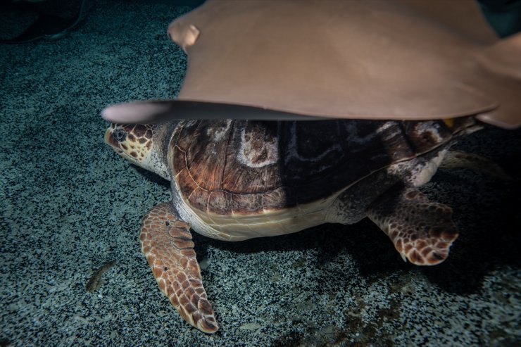 İstanbul'da 4 yıldır tedavi gören caretta caretta mavi sularla buluşacağı günü bekliyor