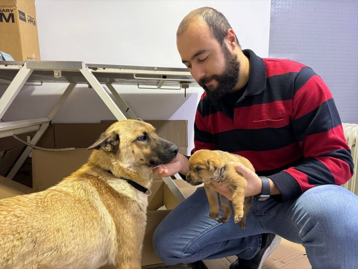 İstanbul'da sahipsiz köpek ölmek üzere olan yavrusunu veterinere getirdi