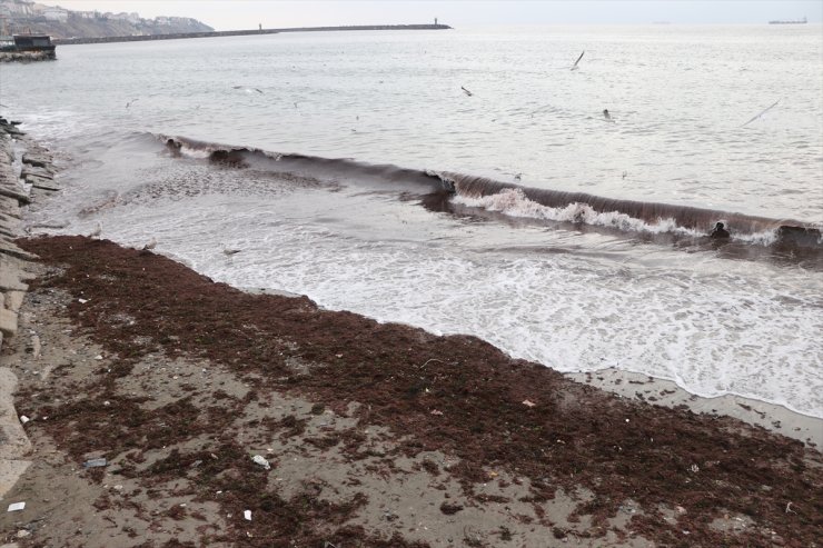 Tekirdağ'da poyraz nedeniyle sahilin bir kısmı kırmızı yosunla kaplandı