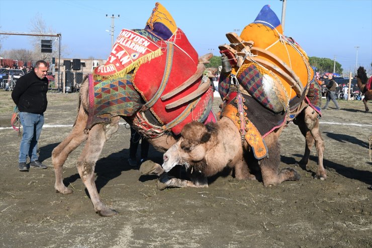 Çanakkale'de "12. Geleneksel Lapseki Folklorik Deve Gösterisi" düzenlendi