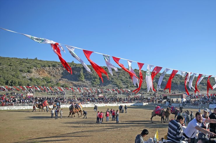 Muğla'da 24. Yatağan Deve Güreşi Festivali düzenlendi