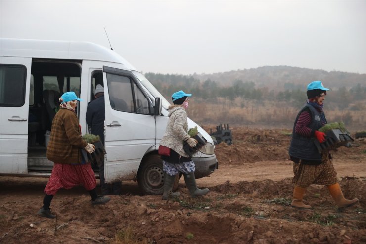 Kırklareli'nde fidanlar kadınların ellerinde yeşeriyor