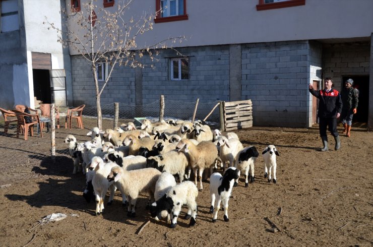 Muş'ta bu yıl hayvan varlığının artması bekleniyor