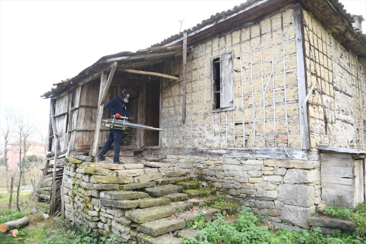 Ordu'da kahverengi kokarca ile mücadelede 250 bin kışlak ilaçlandı