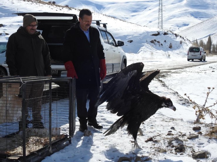 Erzurum'da yaralı bulunan kara akbaba, tedavisinin ardından doğaya bırakıldı