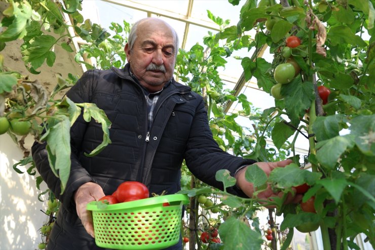 Evlerin terasında kurduğu seralarda 4 mevsim organik tarım yapıyor