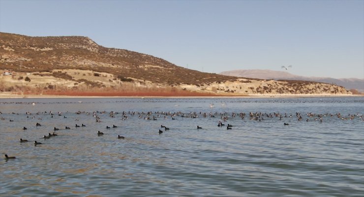 Göller Yöresi'nde kış ortası su kuşu sayımı yapılıyor