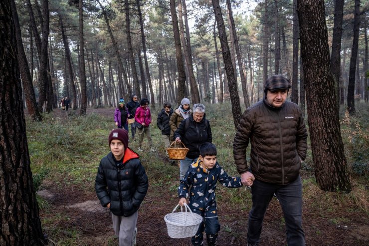 Mantar türlerini keşfetmek için ormanlarda maceraya çıkıyorlar