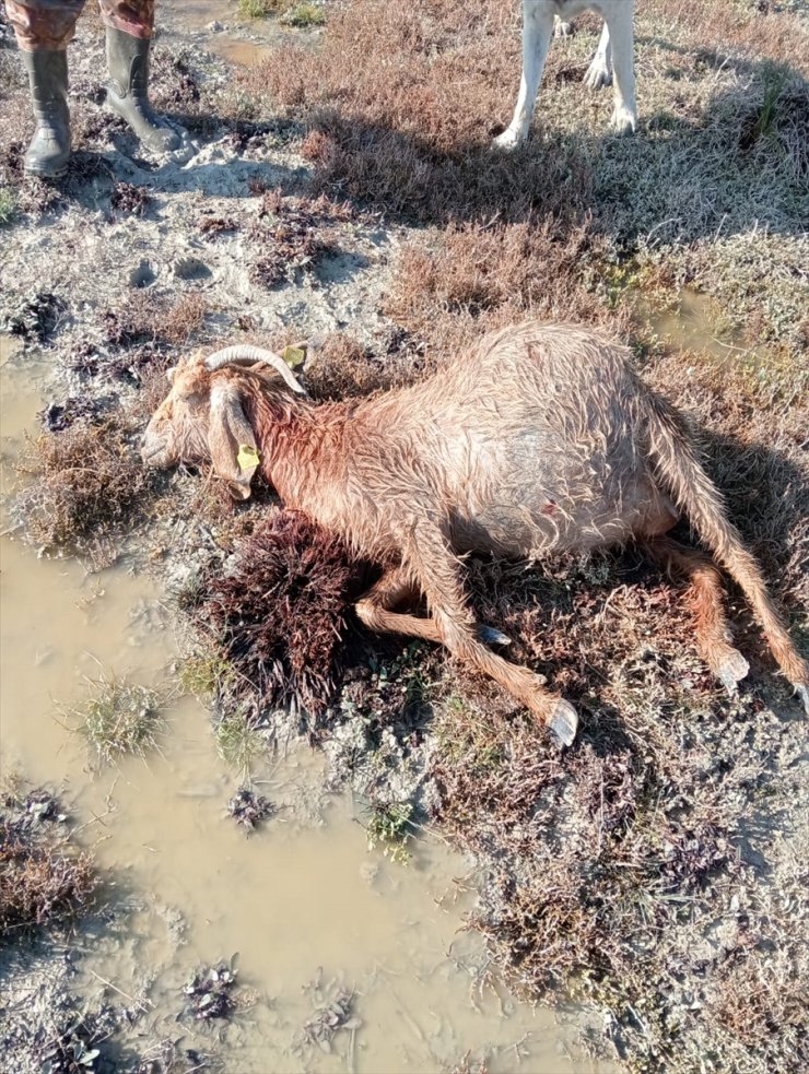 Mersin'de sahipsiz köpekler 26 küçükbaş gebe hayvanı telef etti