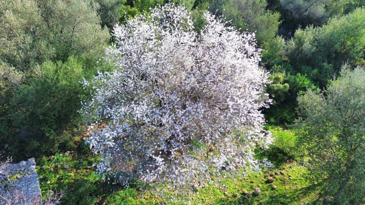 Antalya'da badem ağaçları erken çiçek açtı