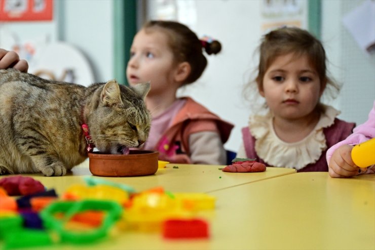 6 ŞUBAT DEPREMLERİNİN İKİNCİ YILI - Depremzede kedi "Püsük" kendisine kucak açan anaokulunun neşesi oldu
