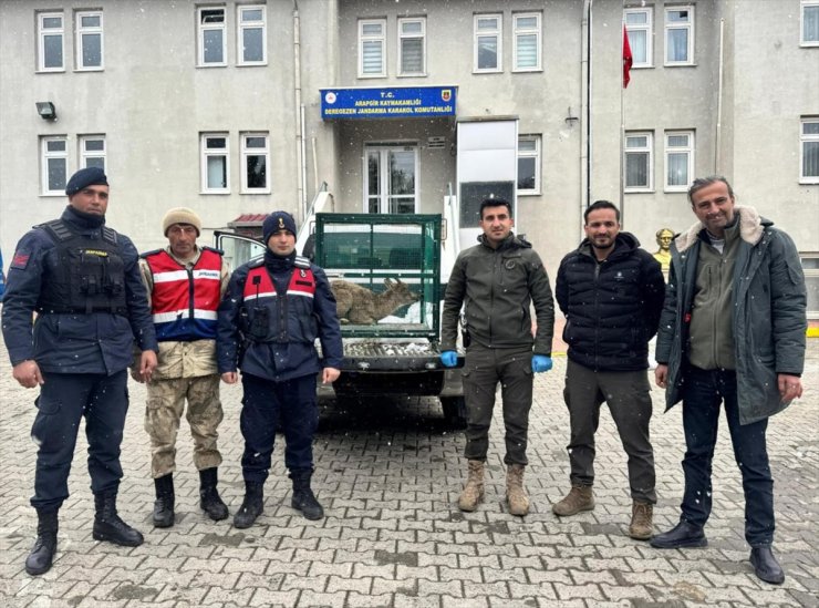 Malatya'da yaralı bulunan dağ keçisi, tedaviye alındı