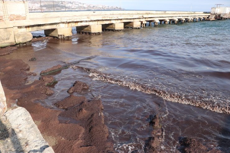 Tekirdağ'da sahilin bir kısmı kırmızı yosunla kaplandı