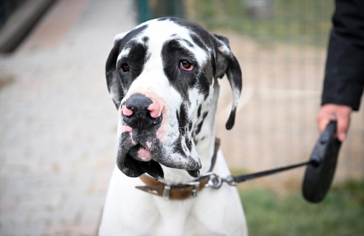 Başkentte köpekler için "Irk Standartları Kayıt Etkinliği" düzenlendi