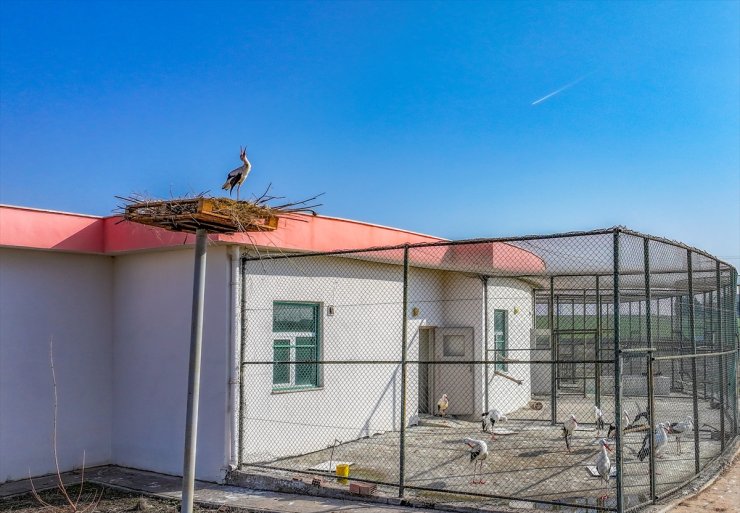 Göç yolculuğuna katılmayan leylek "Dicle"ye tedavisinin yapıldığı merkez yuva oldu