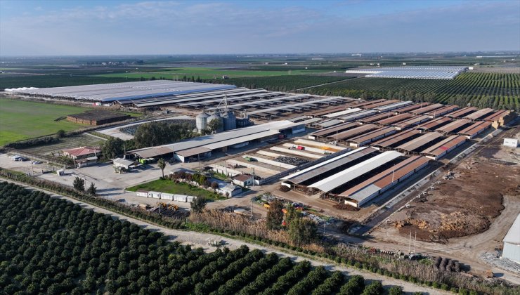 Kırmızı et arzının yerli üretimle artırılması hedefleniyor