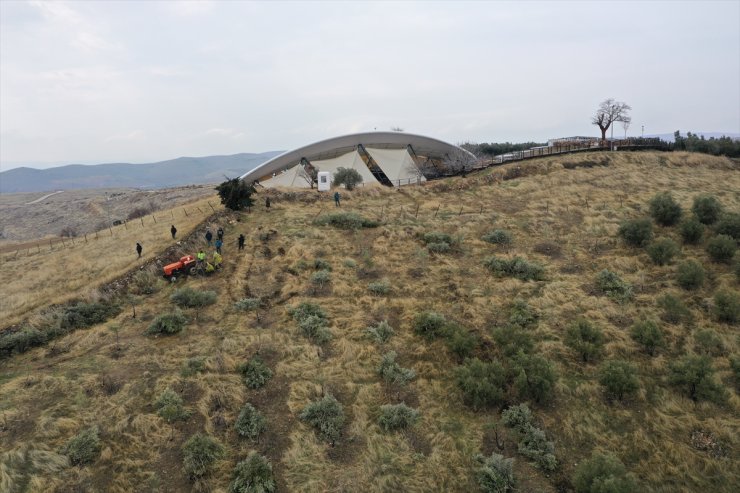 Göbeklitepe'deki zeytin ağaçları yeni yerine taşınıyor