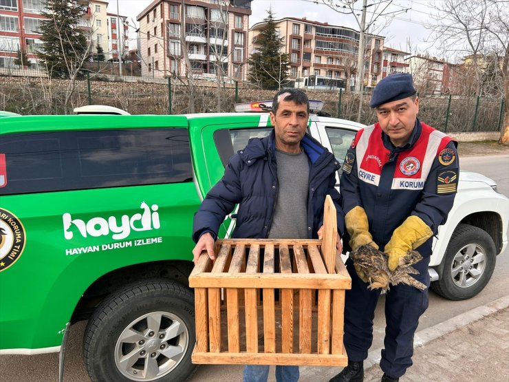 Kırıkkale'de jandarmanın bulduğu yaralı orman baykuşu tedavi ediliyor