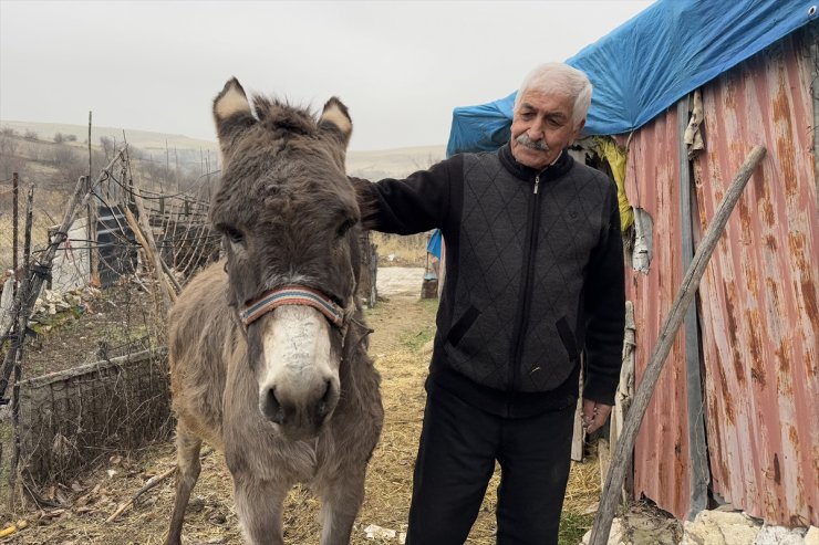 Kırsala terk edilen "Minik" adını verdiği eşeğe 21 yıldır şefkatle bakıyor
