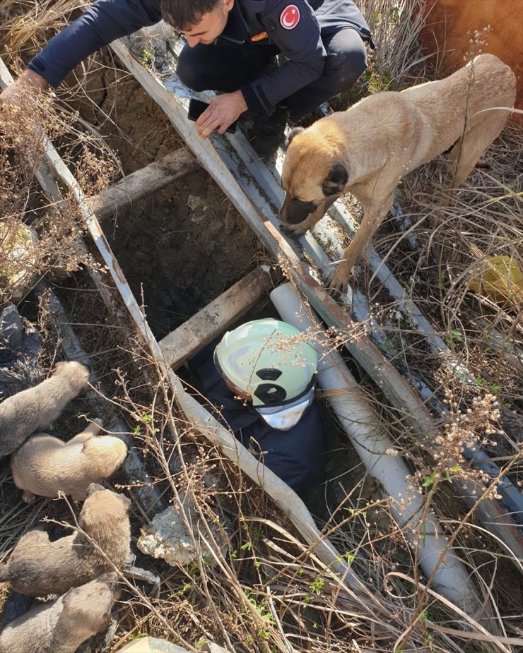 Hatay'da inşaattaki çukura düşen köpek yavruları kurtarıldı