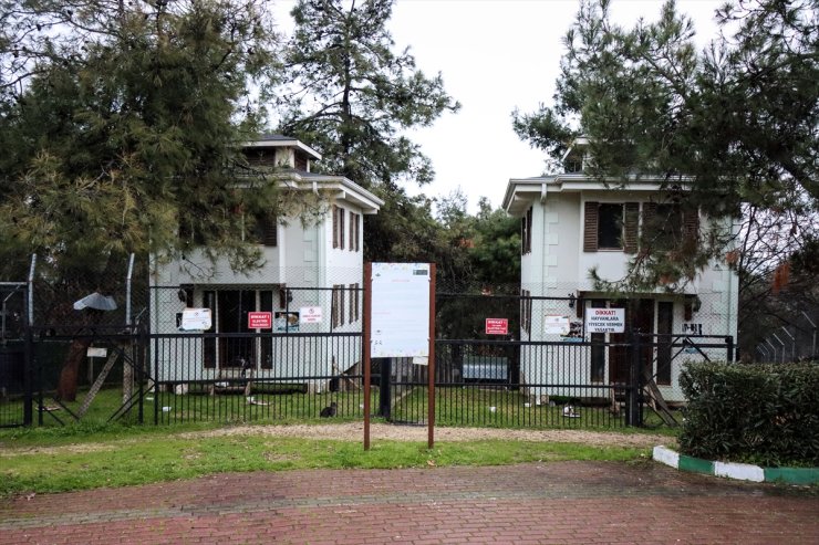 Nurgül hemşire sahiplendiği hasta ve engelli 5 kediye evinde bakıyor