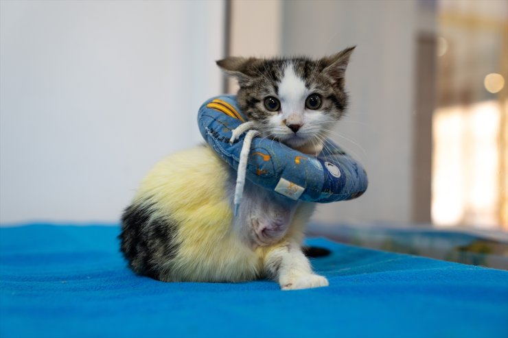 Aracın kaputuna sıkışan yavru kedi "Mucize", yaşamını iki patisiyle sürdürüyor