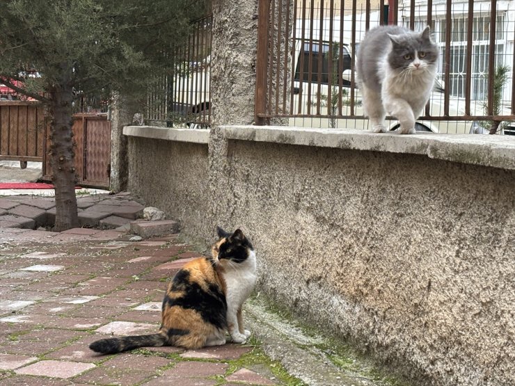 Çankırı'da bir apartmanın bahçesi sahipsiz kedilerin yuvası oldu
