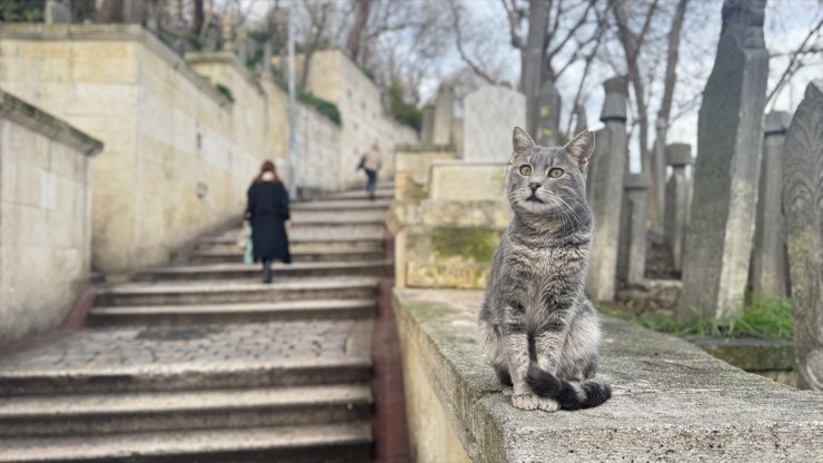 İstanbul'un daimi sakinleri "sokak kedileri"